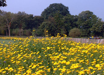 Orchard Meadow